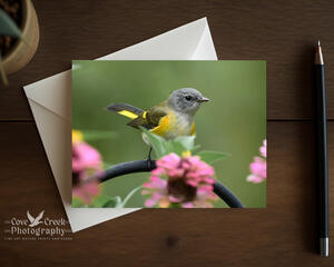 A blank greeting card featuring fine photography of an American redstart in a dahlia garden, and is available at Cove Creek Photography.
